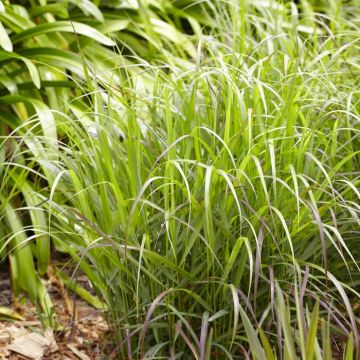 Panicum Virgatum Rotstrahlbusch