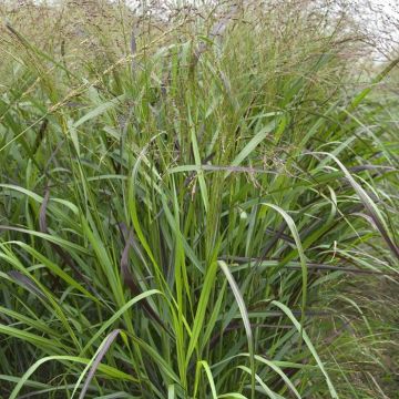 Panicum Virgatum Squaw