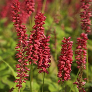 Persicaria Amplexicaulis Taurus