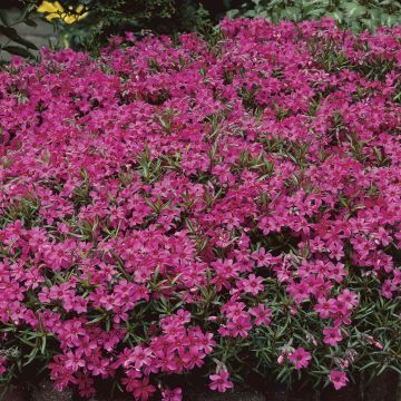 Phlox subulata Temiskaming
