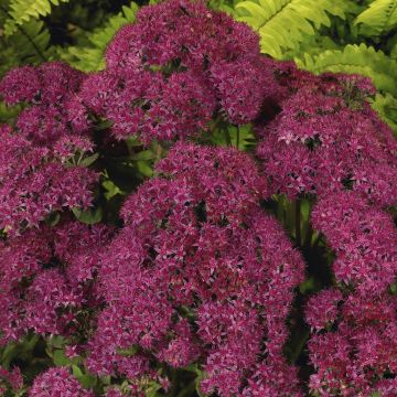 Sedum Carl