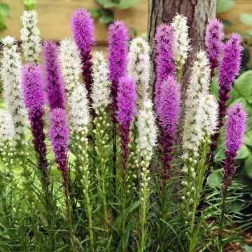Liatris Combo