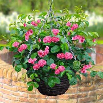 Rosier recouvrant rose Panier
