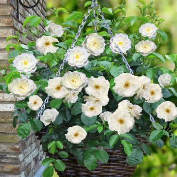 Rosier Couvrant Fairy blanche Panier