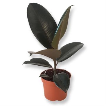 Ficus elastica Abidjan 12 cm
