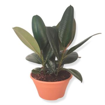 Ficus elastica Robusta 23 cm schaal.jpg