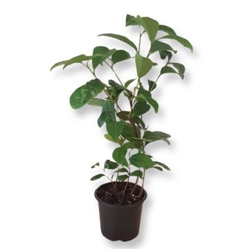Camellia sinensis.jpg