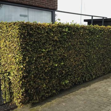 Fagus sylvestres groen 2