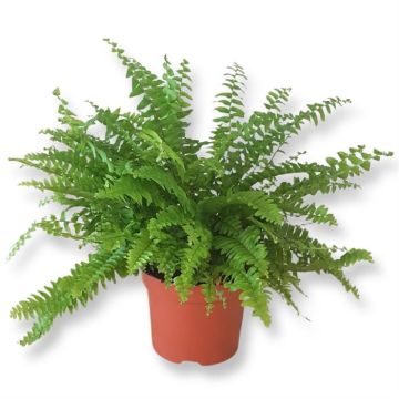 Fern Nephrolepis