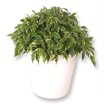 Ficus Benjamina Lovely 12 cm 2.jpg