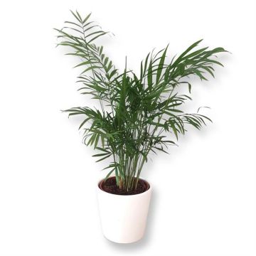 Palm Chamaedorea Elegance.jpg