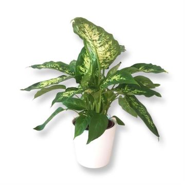 Dieffenbachia Compacta.jpg