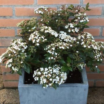 Viburnum Tinus (Sneeuwbal)