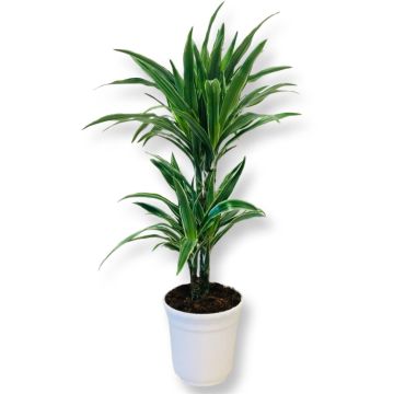 Dracaena De Warneckei V2