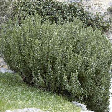 Rozemarijn officinalis 14 cm