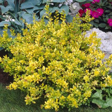 Ilex Crenata Golden Gem (Hulst)