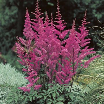 Astilbe arendsi Amethyst