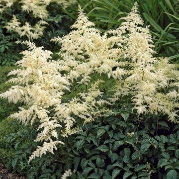 Astilbe arendsii Brautschleier