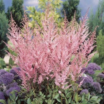 Astilbe arendsii Erika