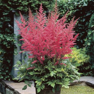 Astilbe arendsii Granat