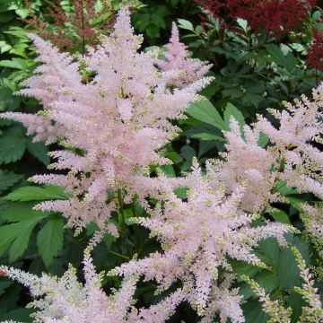 Astilbe Japonica Europa