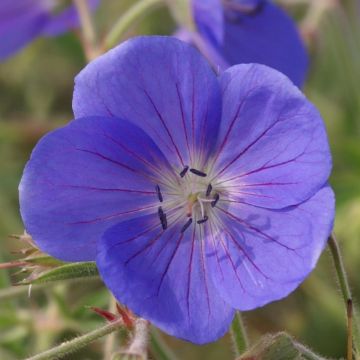 Geranium Brookside