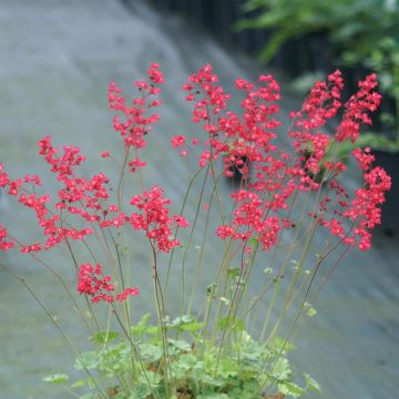 Heuchera Leuchtkafer