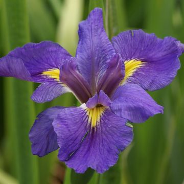 Iris Louisiana Dr The
