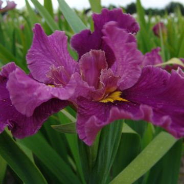 Iris Louisiana Jack Attack