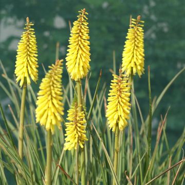 Kniphofia Banana Gummy