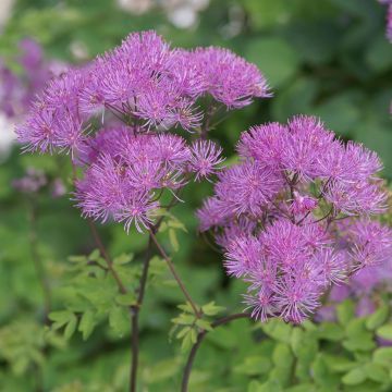 Thalictrum aquilegifolium purpureum