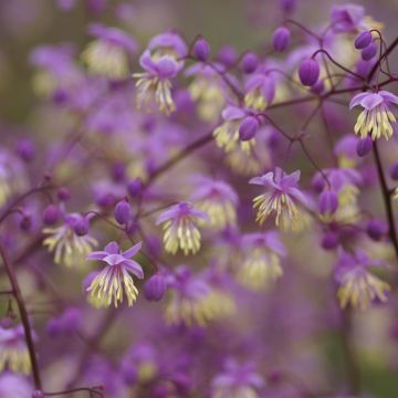 Thalictrum delavayi