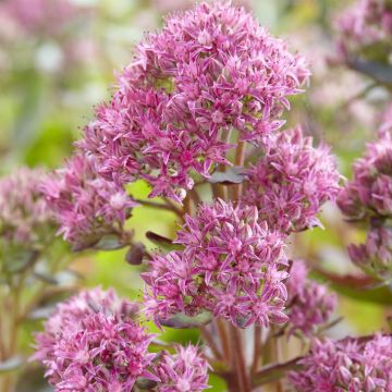 Sedum telephium Munstead Dark Red