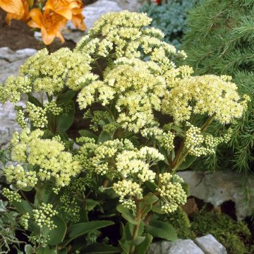 Sedum Green Flowering