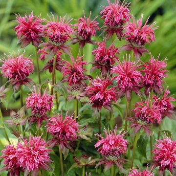 Bergamot Twins Monarda