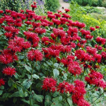 Monarda (Bergamot) Gardenview Scarlet