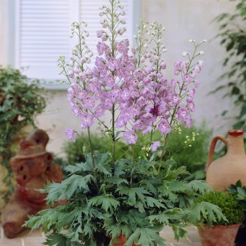 Delphinium lactiflora magic fountain roze