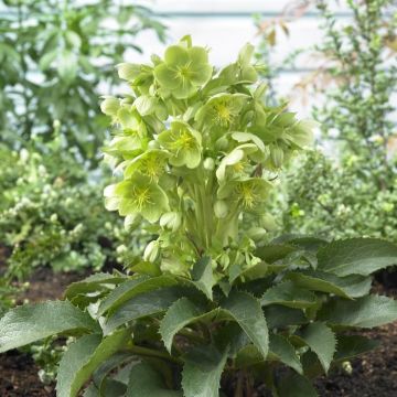 Helleborus Sternii 12cm pot