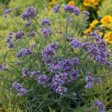 Verbena bonariensis