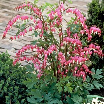 Dicentra spectabilis Bloedend Hartje
