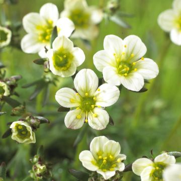Saxifraga White Pixie 13 cm pot