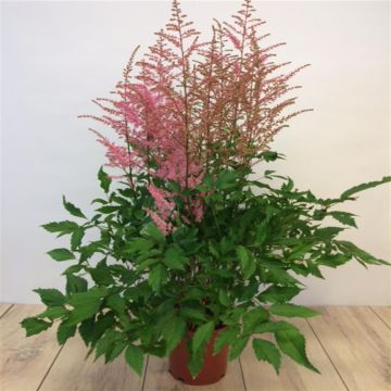 Astilbe Arendsi Pink.JPG