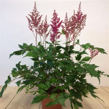 Astile Arendsi Red.JPG