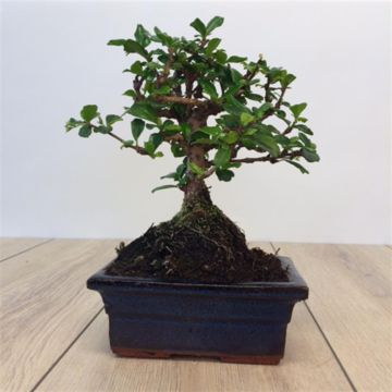 Bonsai Carmona.JPG