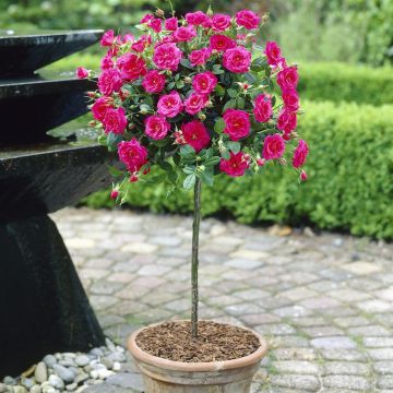 Standard Pot Rose Pink 120/140 cm