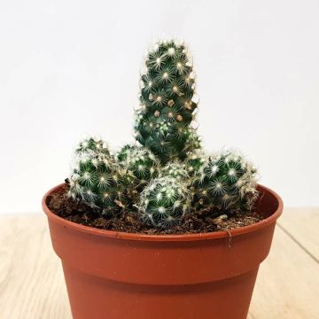 Mammillaria elongata P12.jpg