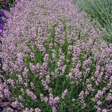 Lavender angustifolia Rosea 9 cm pot