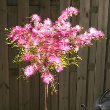 Calliandra op Stam