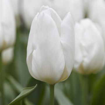 Tulipa White Prince