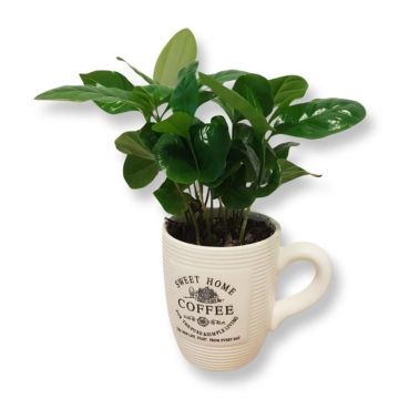 Coffea in koffiemok 9 cm